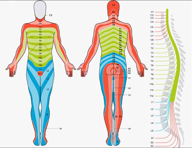 Dermatome
