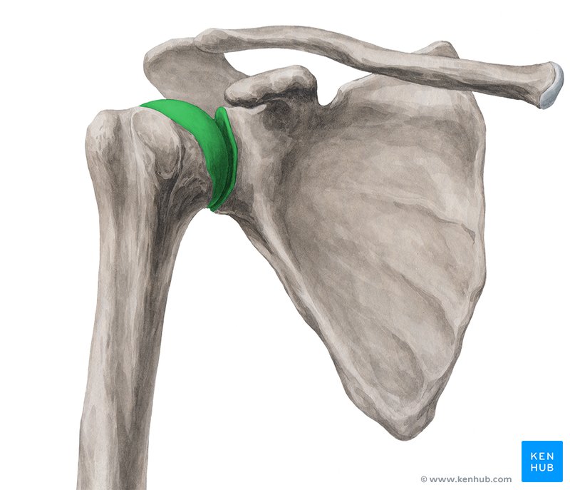 Glenohumeral joint