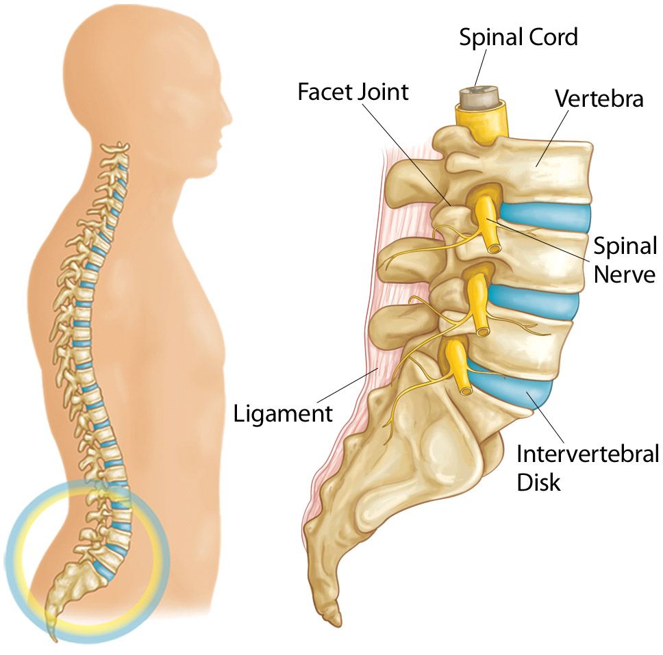 Lumbar spine