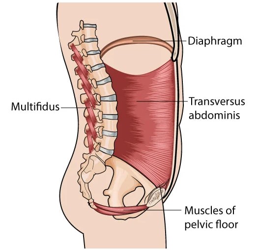 Transversus abdominis - lateral view