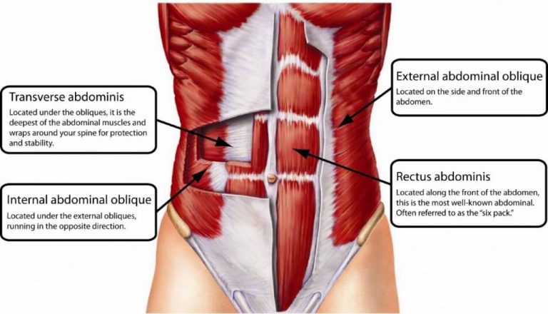 Transversus abdominis